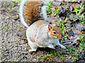 SD8204 : Young Squirrel at the Dell in Heaton Park by David Dixon