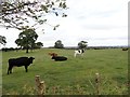 NZ1959 : Cattle at Riding Barns by Robert Graham