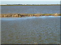 TL4177 : Almost submerged - The Ouse Washes by Richard Humphrey