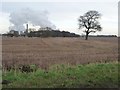 SE6325 : Tree on a former field boundary, east of Sandwith Lane by Christine Johnstone