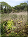 SP2965 : Giant Hogweed meets its end in Brindley's field, southeast Warwick by Robin Stott