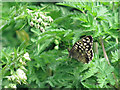 SP8914 : Speckled Wood Butterfly in Millhoppers Reserve by Chris Reynolds