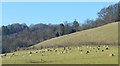 SU6477 : Alpaca stud, Whitchurch-on-Thames, Oxfordshire by Oswald Bertram