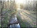 SE5633 : Main Drain, Bishop Wood, looking upstream by Christine Johnstone