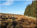 NZ0540 : Plantation beside dry stone wall by Trevor Littlewood