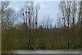 SK8808 : Cormorant nests, Rutland Water by Alan Murray-Rust