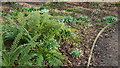 TQ2997 : Ferns and Snowdrops in Water Garden, Trent Park, Enfield by Christine Matthews