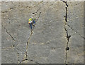 SD4875 : Rock climber on the Main Wall, Trowbarrow by Karl and Ali