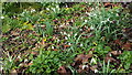 TQ2997 : Snowdrops in the Water Garden, Trent Park, Enfield by Christine Matthews