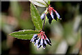 TQ2997 : Berries in Water Garden, Trent Park, Cockfosters by Christine Matthews