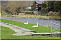 SH7961 : Two swans beside the Afon Conwy by Richard Hoare