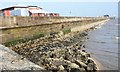 TA1866 : Turnstones on the ramp by Bridlington's South Pier by Christine Johnstone