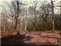 SJ9059 : Biddulph Country Park: woodland by Stephen Craven