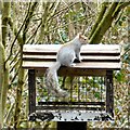 SJ5785 : Squirrel at Moore Nature Reserve by Gerald England