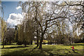 TQ3092 : Willow Trees, Broomfield Park, London N13 by Christine Matthews