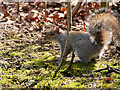 SD8204 : Squirrel in the Dell at Heaton Park by David Dixon