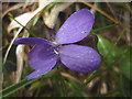 SD4972 : Violet flower, Warton Crag by Karl and Ali