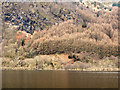 NN5812 : Larch trees on slope on west side of Loch Lubnaig by Trevor Littlewood