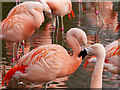 SD4314 : Chilean Flamingos (Phoenicopterus chilensis) by David Dixon