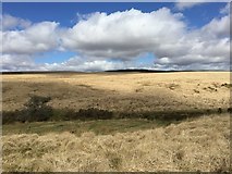  : Tussocky Grassland by Alan Hughes