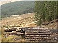 NN3031 : Timber stack beside forest road by Trevor Littlewood