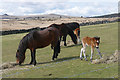 SX6474 : Dartmoor Ponies, Dunnabridge by Alan Hunt