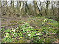 SU4772 : Primroses in Bussock Wood by Des Blenkinsopp