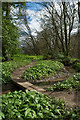 NZ0836 : Ramsons growing beside path by Trevor Littlewood