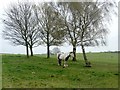 SE3519 : Horse tethered to a tree on Heath Common by Graham Hogg