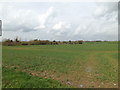 TM1155 : Farmland off Buck's Head Lane by Geographer