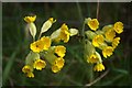 TL4211 : Cowslip Closeup by Glyn Baker