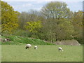 TQ4476 : Sheep and lambs at Woodlands Farm by Marathon