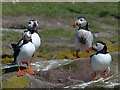 NU2135 : Puffins, Inner Farne by Robin Drayton