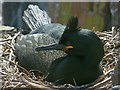 NU2135 : Shag on nest, Inner Farne by Robin Drayton