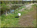 SJ3326 : Swan on patrol by John Haynes