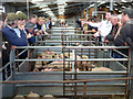 SU0797 : Auctioning piglets, Cirencester Livestock Market, Cotswold Agricultural Centre by Vieve Forward