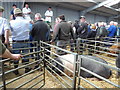 SU0797 : Auctioning pigs, Cirencester Livestock Market, Cotswold Agricultural Centre by Vieve Forward