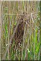 TL8604 : Reed Dwellers Nest by Glyn Baker