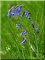 SK3372 : Bluebell (closeup), Linacre Reservoirs by Robin Drayton