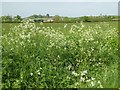 SO8842 : Cow parsley on Dunstall Common by Philip Halling