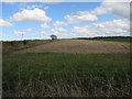 TG0121 : Maize stubble by Bintree Road by Hugh Venables