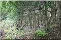 ST1997 : Hillside woodland, north of Cyncoed Farm by M J Roscoe