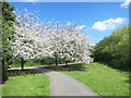 TQ4281 : Cherry Trees by the Capital Ring by Des Blenkinsopp