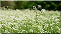 TQ2669 : Cow Parsley by Peter Trimming