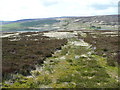 SD9632 : Young heather shoots on a previously burnt strip, Wadsworth Moor by Humphrey Bolton