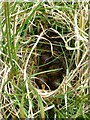 NZ0091 : Snipe's nest with eggs by Russel Wills