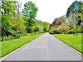 SW4431 : Spring colours at Trengwainton Gardens, near Penzance by Derek Voller