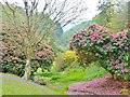 SW7727 : Spring colour at Glendurgan Gardens, Cornwall by Derek Voller