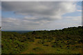 SJ5053 : Heathland on Bickerton Hill by Christopher Hilton