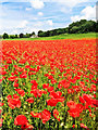 TA1103 : Poppy field near Audleby by Andy Stephenson